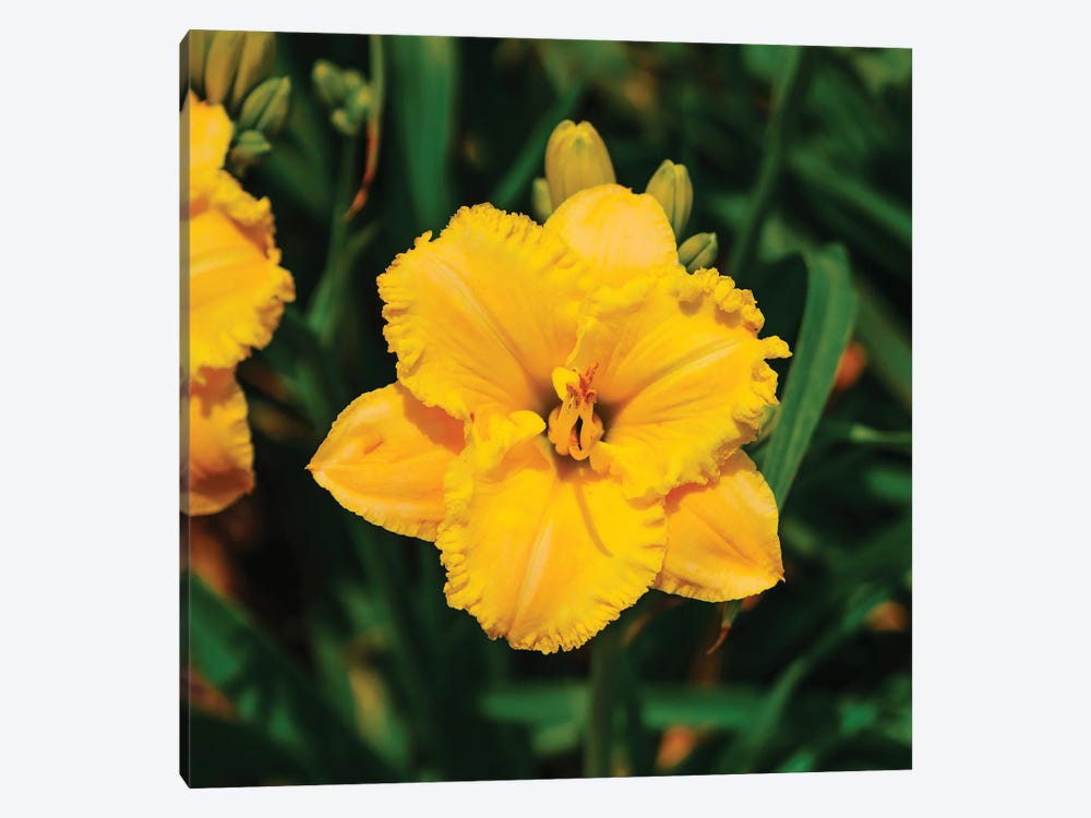 Daylily Garden VIII by Bethany Young 1-piece Canvas Print