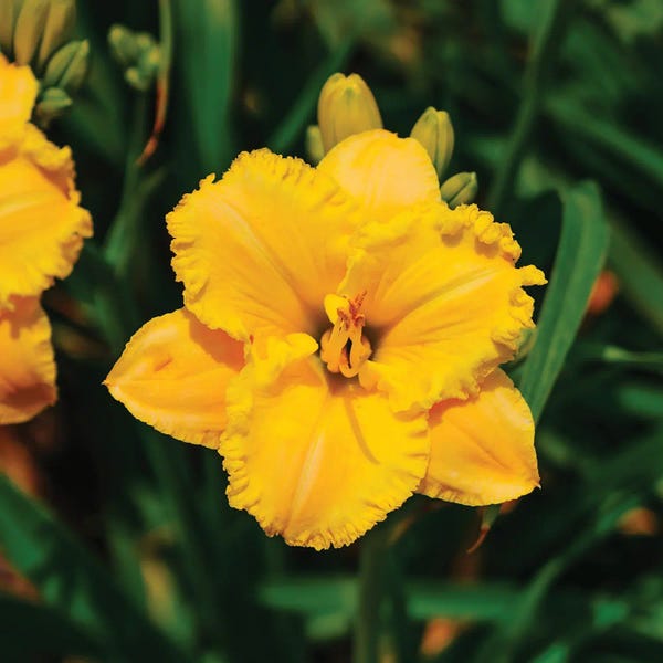 Lilies: Daylily Garden VIII by Bethany Young