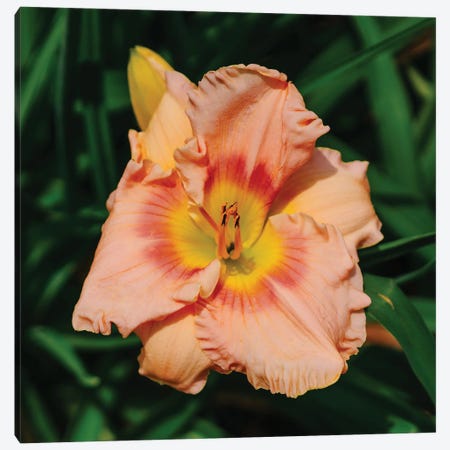 Daylily Garden X Canvas Print #BTY1374} by Bethany Young Canvas Wall Art