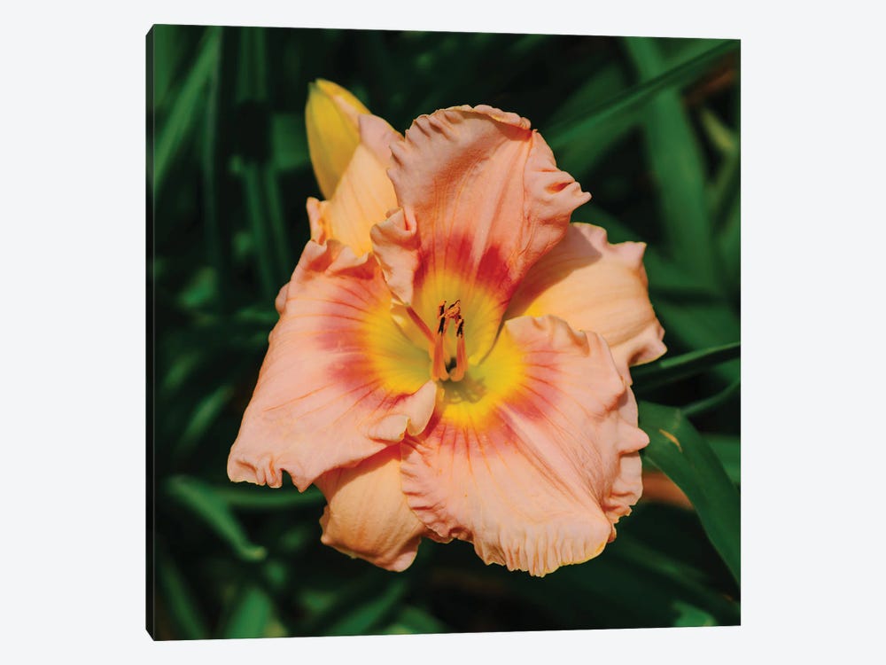 Daylily Garden X by Bethany Young 1-piece Canvas Wall Art