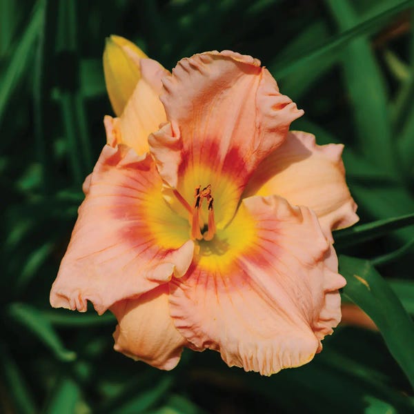 Oklahoma: Daylily Garden X by Bethany Young