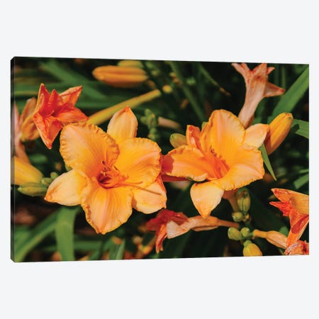 Daylily Garden XI Canvas Print #BTY1375} by Bethany Young Canvas Art