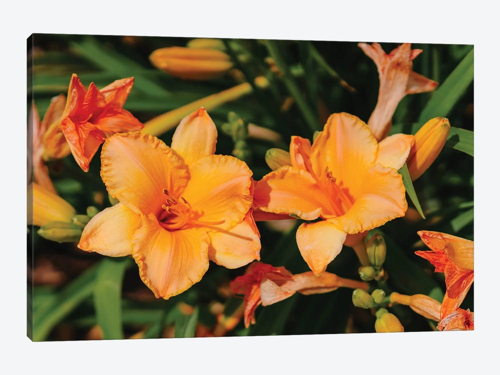 Daylily Garden XI by Bethany Young 1-piece Canvas Art Print