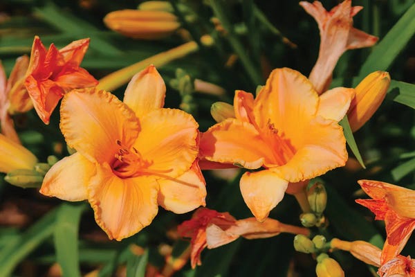 Oklahoma: Daylily Garden XI by Bethany Young