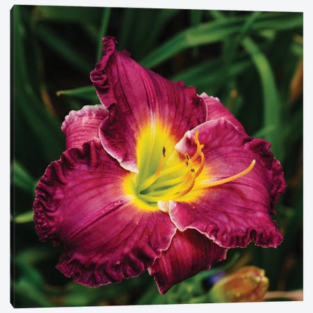 Daylily Garden XII Canvas Print #BTY1376} by Bethany Young Canvas Wall Art
