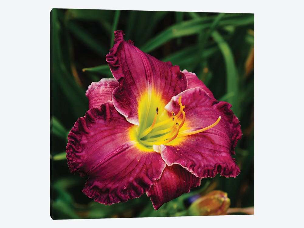 Daylily Garden XII by Bethany Young 1-piece Canvas Wall Art