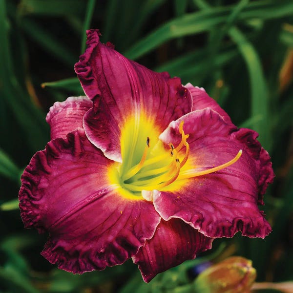 Oklahoma: Daylily Garden XII by Bethany Young