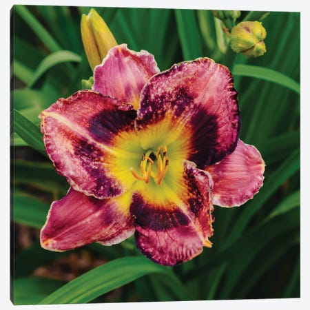 Daylily Garden XIII Canvas Print #BTY1377} by Bethany Young Canvas Artwork