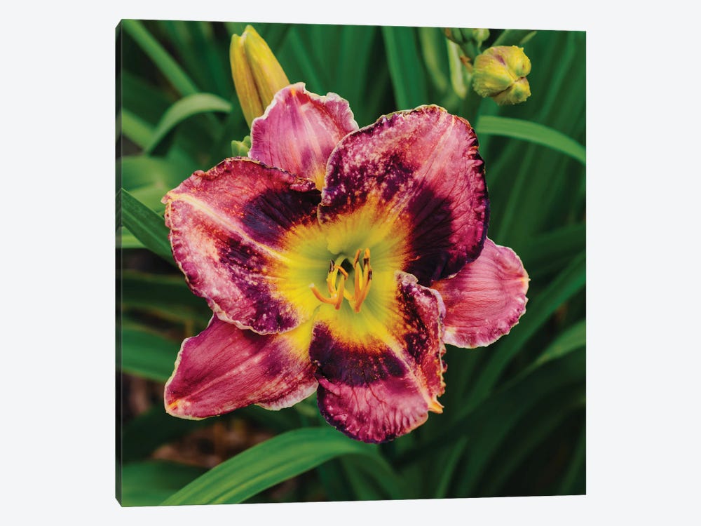 Daylily Garden XIII by Bethany Young 1-piece Art Print