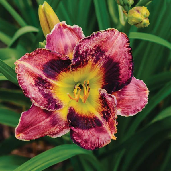 Oklahoma: Daylily Garden XIII by Bethany Young