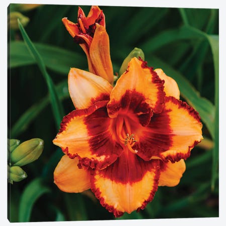 Daylily Garden XV Canvas Print #BTY1379} by Bethany Young Canvas Art Print