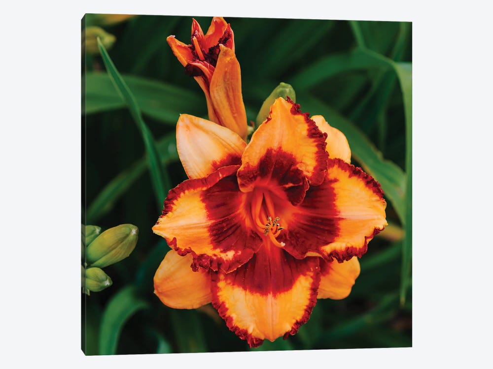 Daylily Garden XV by Bethany Young 1-piece Canvas Art Print