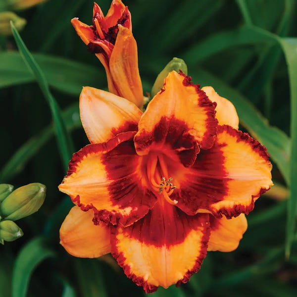 Oklahoma: Daylily Garden XV by Bethany Young