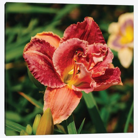 Daylily Garden Canvas Print #BTY1380} by Bethany Young Canvas Wall Art