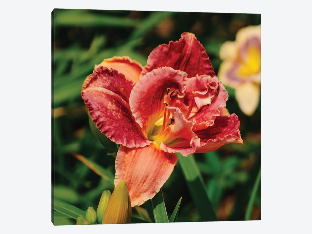 Daylily Garden by Bethany Young 1-piece Art Print