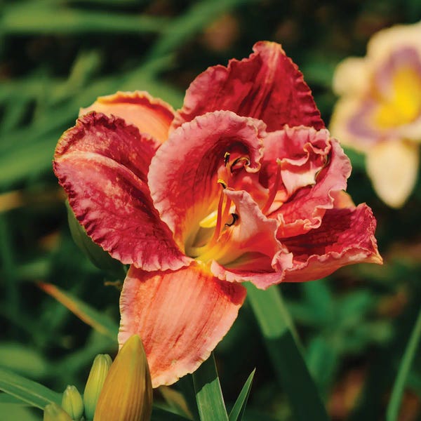 Oklahoma: Daylily Garden by Bethany Young