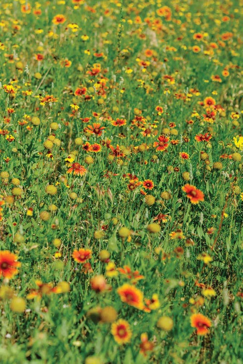 Indian Blanket Wildflowers II