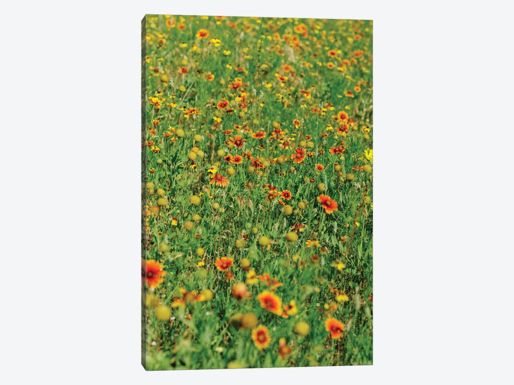Indian Blanket Wildflowers II by Bethany Young 1-piece Canvas Art
