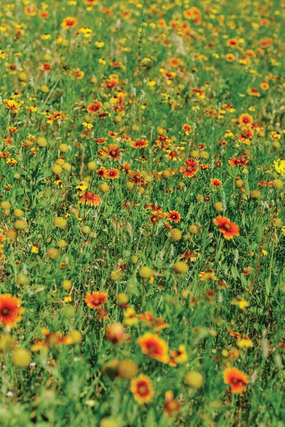 Oklahoma: Indian Blanket Wildflowers II by Bethany Young