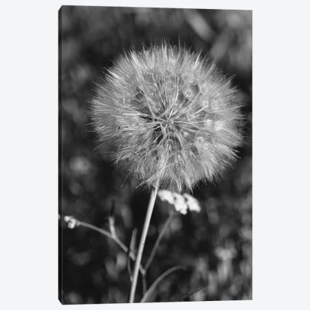 Summer Dandelion II Canvas Print #BTY1394} by Bethany Young Canvas Wall Art