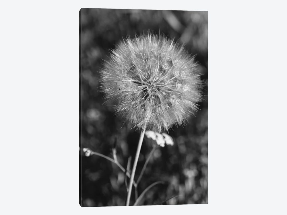 Summer Dandelion II by Bethany Young 1-piece Canvas Art