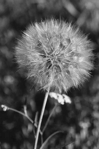 Oklahoma: Summer Dandelion II by Bethany Young