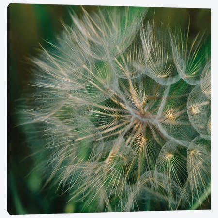 Summer Dandelion Canvas Print #BTY1395} by Bethany Young Canvas Artwork