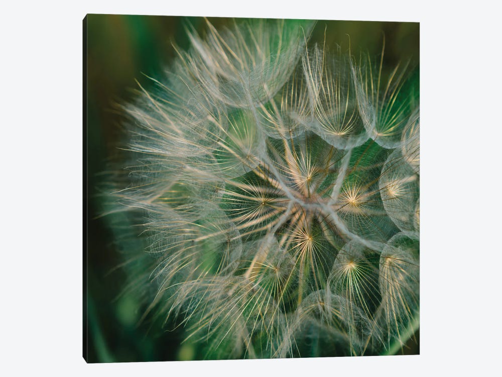 Summer Dandelion by Bethany Young 1-piece Canvas Print