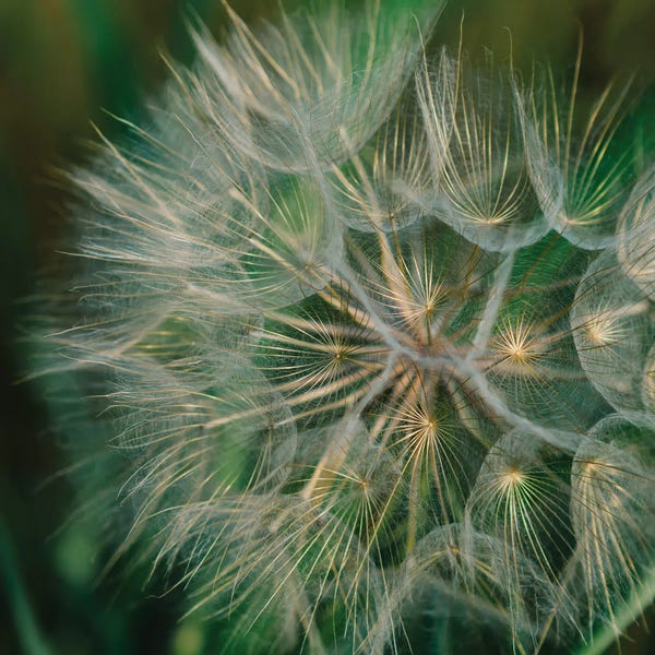 Dandelions: Summer Dandelion by Bethany Young