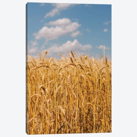 Summer Wheat Fields II Canvas Print #BTY1401} by Bethany Young Art Print