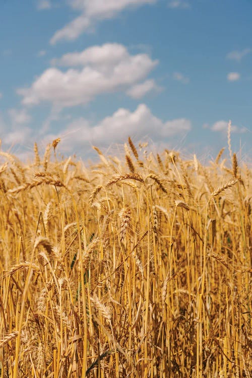 Summer Wheat Fields II