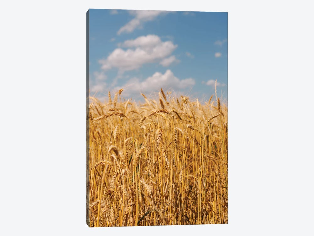 Summer Wheat Fields II by Bethany Young 1-piece Canvas Print