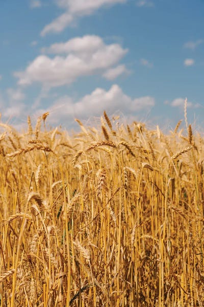 Oklahoma: Summer Wheat Fields II by Bethany Young