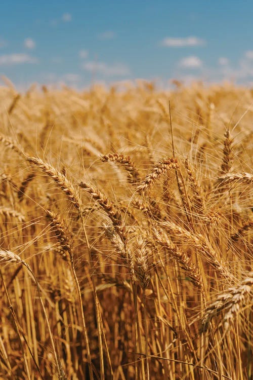 Summer Wheat Fields