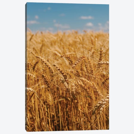 Summer Wheat Fields Canvas Print #BTY1402} by Bethany Young Canvas Art Print