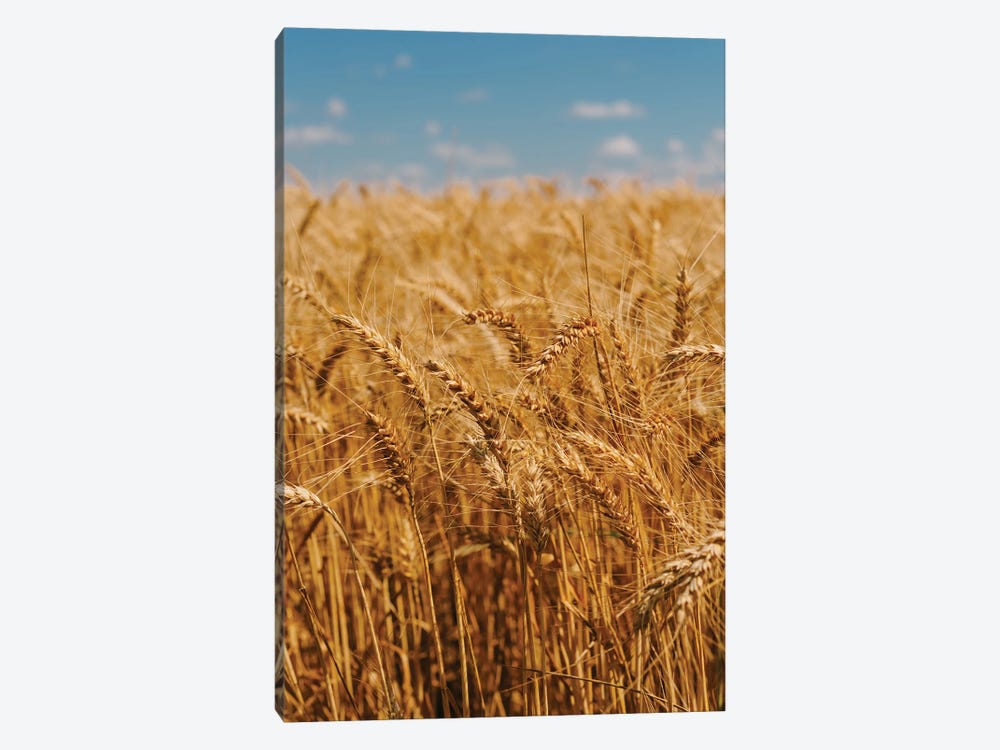 Summer Wheat Fields by Bethany Young 1-piece Canvas Art