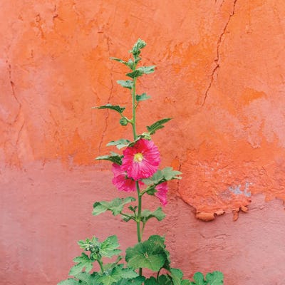 Santa Fe Flowers II by Bethany Young canvas print