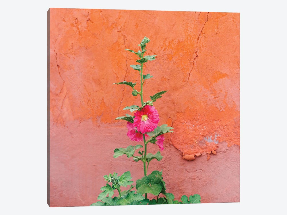 Santa Fe Flowers II by Bethany Young 1-piece Canvas Art Print