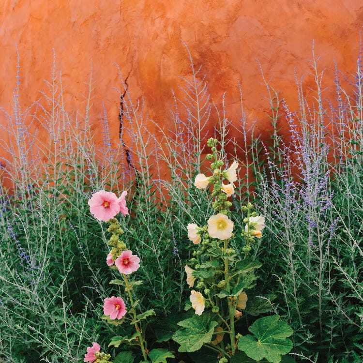 Santa Fe Flowers
