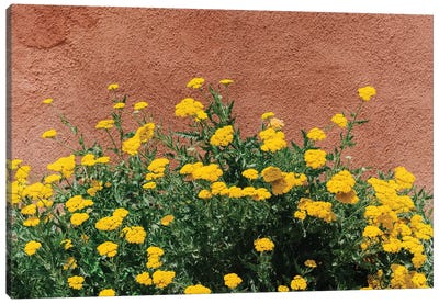 New Mexico Blooms Canvas Art Print - Bethany Young