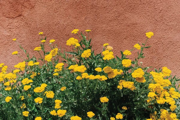 New Mexico: New Mexico Blooms by Bethany Young