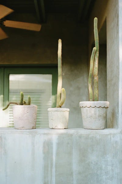 Canvas Print: Cactus Porch by Bethany Young