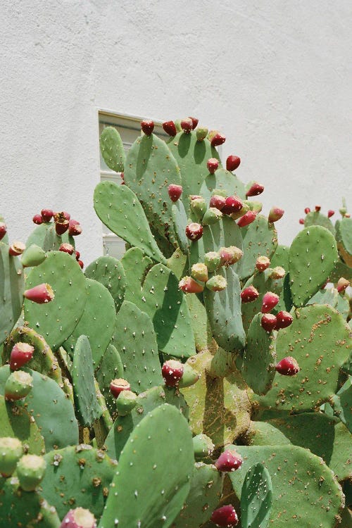 Desert Cactus II