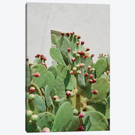 Desert Cactus II Canvas Print #BTY1522} by Bethany Young Canvas Art