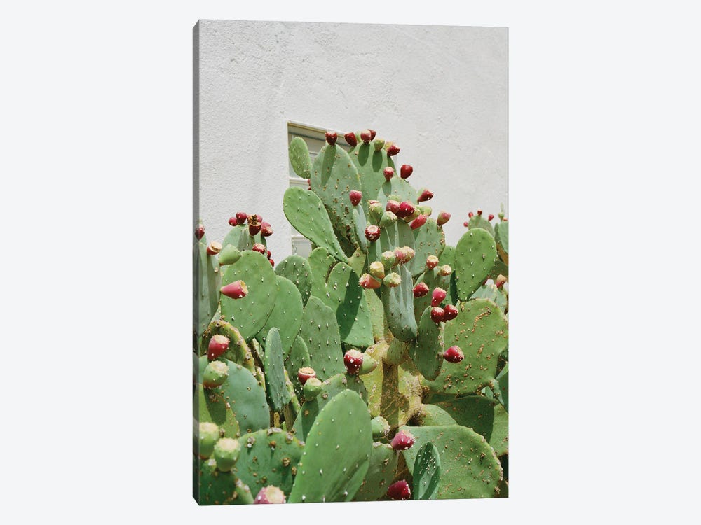 Desert Cactus II by Bethany Young 1-piece Art Print