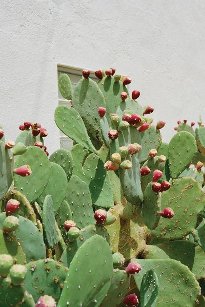 Canvas Print: Desert Cactus II by Bethany Young
