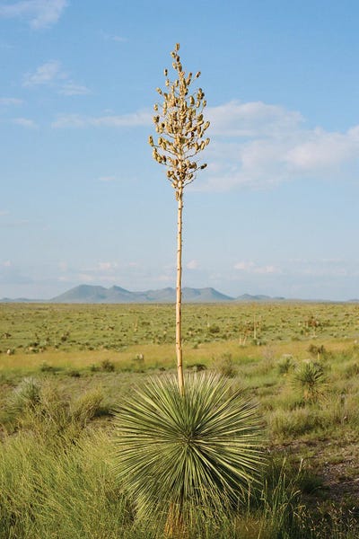United States of America: West Texas Sunset IV by Bethany Young