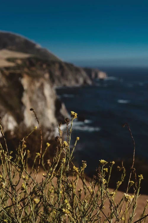 Big Sur Wild Flowers II