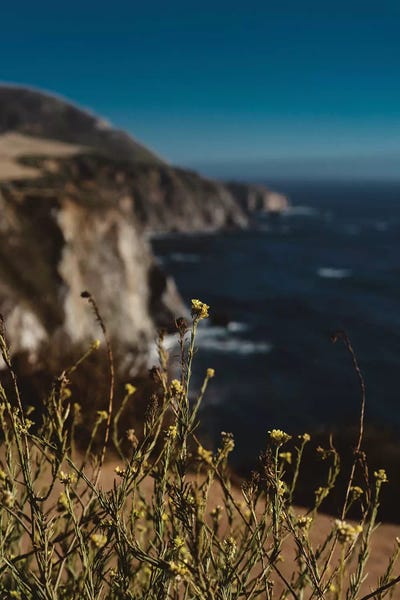 Big Sur: Big Sur Wild Flowers II by Bethany Young