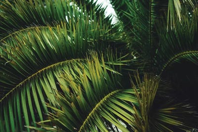 San Francisco Palm Tree by Bethany Young canvas print